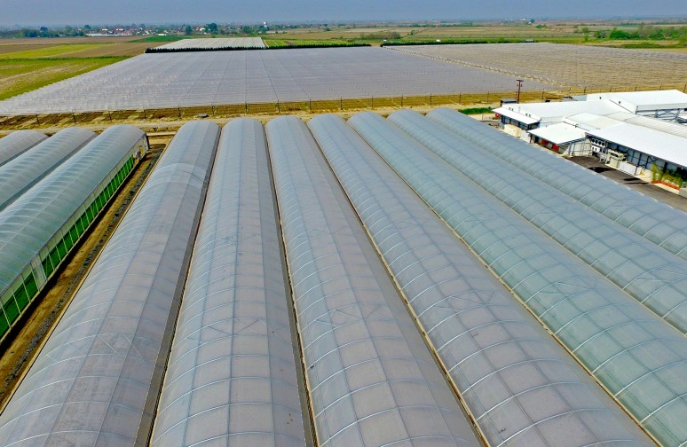 Vezyroglou Farm - "Over 10 hectacres of greenhouse cultivation"