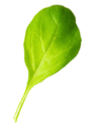 icon2